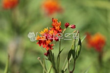 금관화로순천만점 | 식물, 꽃, plant, flower, 금관화, 사진,이미지,일러스트,캘리그라피 - benjamin작가 크라우드픽 - 저작권 걱정 없는 상업용 이미지