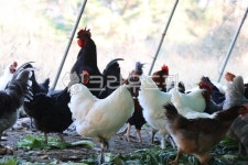 닭, 청계, 백봉, 왕초, 도종, 사진,이미지,일러스트,캘리그라피 - 푸드포토작가 크라우드픽 - 저작권 걱정 없는 상업용 이미지