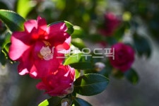 camellia, 동백꽃, 동백, 분홍, 꽃, 사진,이미지,일러스트,캘리그라피 - Nstory24s작가 크라우드픽 - 저작권 걱정 없는 상업용 이미지