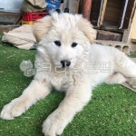 개, 강아지, 반려동물, 시골개, 시골강아지, 사진,이미지,일러스트,캘리그라피 - 춘하작가 크라우드픽 - 저작권 걱정 없는 상업용 이미지