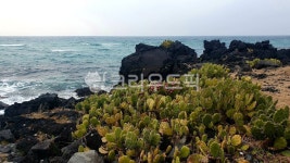 제주도, 월령리, 선인장, 선인장군락, jeju, 사진,이미지,일러스트,캘리그라피 - Npha112233작가 크라우드픽 - 저작권 걱정 없는 상업용 이미지