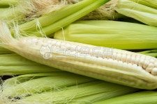 plant, 식물, corn, 옥수수, 음식, 사진,이미지,일러스트,캘리그라피 - kkemonica작가 크라우드픽 - 저작권 걱정 없는 상업용 이미지