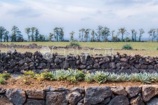 돌담, 들판, 제주도, 현무암, 화산암, 사진,이미지,일러스트,캘리그라피 - cstrike작가 크라우드픽 - 저작권 걱정 없는 상업용 이미지