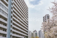 아파트, apartment, 송파, 잠실, 잠실주공, 사진,이미지,일러스트,캘리그라피 - swtdreams작가 크라우드픽 - 저작권 걱정 없는 상업용 이미지