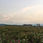 경주, 꽃밭, 꽃, 감성, 가을, 사진,이미지,일러스트,캘리그라피 - 어린작가작가 크라우드픽 - 저작권 걱정 없는 상업용 이미지