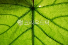 plant, 식물, leaf, 잎, 잎새, 사진,이미지,일러스트,캘리그라피 - LalaJean작가 크라우드픽 - 저작권 걱정 없는 상업용 이미지