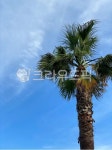 palmtree, 야자수, tree, 여름, summer, 사진,이미지,일러스트,캘리그라피 - bun0021678작가 크라우드픽 - 저작권 걱정 없는 상업용 이미지