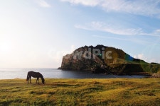성산일출봉, 말, 성산리, 일출봉, 서귀포, 사진,이미지,일러스트,캘리그라피 - 대한성작가 크라우드픽 - 저작권 걱정 없는 상업용 이미지