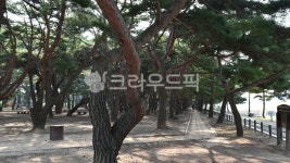 하동송림, 천연기념물제445호, 경남, 하동, 포구, 사진,이미지,일러스트,캘리그라피 - 행복신작가 크라우드픽 - 저작권 걱정 없는 상업용 이미지