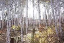 자작나무, 숲, 원대리, 나무, tree, 사진,이미지,일러스트,캘리그라피 - jasmin작가 크라우드픽 - 저작권 걱정 없는 상업용 이미지