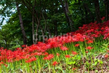 식물, 자연, 꽃, 꽃무릇, 상사화, 사진,이미지,일러스트,캘리그라피 - 장구작가 크라우드픽 - 저작권 걱정 없는 상업용 이미지