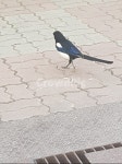 까치, 새, 보도블럭, 길, 소식, 사진,이미지,일러스트,캘리그라피 - 비주안작가 크라우드픽 - 저작권 걱정 없는 상업용 이미지