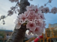 분홍벛꽃, flower, cherryblossom, petal, 나무, 사진,이미지,일러스트,캘리그라피 - zibetwo작가 크라우드픽 - 저작권 걱정 없는 상업용... 