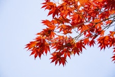 leaf, 잎, plant, 식물, tree, 사진,이미지,일러스트,캘리그라피 - 은빛여울작가 크라우드픽 - 저작권 걱정 없는 상업용 이미지