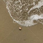 바다, 조개, 자연, 해수욕장, 모래, 사진,이미지,일러스트,캘리그라피 - DDOA작가 크라우드픽 - 저작권 걱정 없는 상업용 이미지