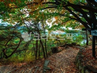 가을, 숲, 공원, 나들이, 쉼, 사진,이미지,일러스트,캘리그라피 - 촬리작가 크라우드픽 - 저작권 걱정 없는 상업용 이미지