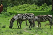 얼룩말, zebra, 야생동물, 아프리카, 사파리, 사진,이미지,일러스트,캘리그라피 - 불꽃작가 크라우드픽 - 저작권 걱정 없는 상업용 이미지