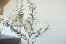 plant, 식물, 여백, 올리브나무, 나무, 사진,이미지,일러스트,캘리그라피 - Nlive_in_clov작가 크라우드픽 - 저작권 걱정 없는 상업용 이미지