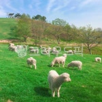 sheep, 양, 양떼목장, 목장, grassland, 사진,이미지,일러스트,캘리그라피 - 희힛작가 크라우드픽 - 저작권 걱정 없는 상업용 이미지