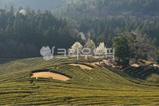 rural, 농촌, farm, 농장, nature, 사진,이미지,일러스트,캘리그라피 - 영산공작가 크라우드픽 - 저작권 걱정 없는 상업용 이미지