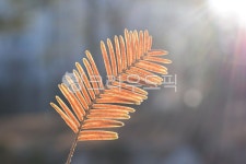 plant, 식물, 햇살, 메타나뭇잎, 나뭇잎, 사진,이미지,일러스트,캘리그라피 - 꽃보라작가 크라우드픽 - 저작권 걱정 없는 상업용 이미지