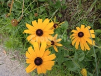 루드베키아, 쌍떡잎식물, 초롱꽃목, 국화과, 식물, 사진,이미지,일러스트,캘리그라피 - Nkhd0192작가 크라우드픽 - 저작권 걱정 없는 상업용... 