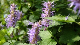 flower, 꽃, purple, 보라, 방하, 사진,이미지,일러스트,캘리그라피 - twinkle_seed작가 크라우드픽 - 저작권 걱정 없는 상업용 이미지