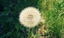 민들레, 공원, 풀, 민들레씨앗, 씨앗, 사진,이미지,일러스트,캘리그라피 - 쿨라임민트작가 크라우드픽 - 저작권 걱정 없는 상업용 이미지