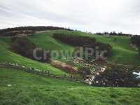 풍경, 양때, 대관령, 목장, 동물, 사진,이미지,일러스트,캘리그라피 - soram작가 크라우드픽 - 저작권 걱정 없는 상업용 이미지