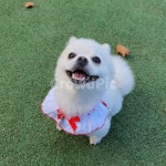 강아지, 반려견, 행복한강아지, 댕댕이, 포메라니안, 사진,이미지,일러스트,캘리그라피 - 해님이작가 크라우드픽 - 저작권 걱정 없는 상업용 이미지