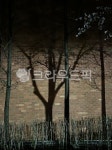 brick, 벽돌, tree, 나무, treetrunk, 사진,이미지,일러스트,캘리그라피 - seooffice작가 크라우드픽 - 저작권 걱정 없는 상업용 이미지