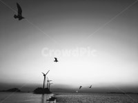 bird, 새, 과거, 회상, 바다, 사진,이미지,일러스트,캘리그라피 - 전크림작가 크라우드픽 - 저작권 걱정 없는 상업용 이미지