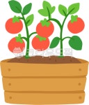 토마토, 채소, 텃밭, 식물, 농작물, 사진,이미지,일러스트,캘리그라피 - 무솜작가 크라우드픽 - 저작권 걱정 없는 상업용 이미지