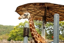 기린, 동물, giraffe, 우제목, 포유류, 사진,이미지,일러스트,캘리그라피 - 아빠정영화작가 크라우드픽 - 저작권 걱정 없는 상업용 이미지