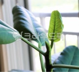 나무, 새순, 식물, 자연, plant, 사진,이미지,일러스트,캘리그라피 - 설화와작가 크라우드픽 - 저작권 걱정 없는 상업용 이미지