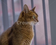 abyssinian, 아비시니안, 포유류, cat, 고양이, 사진,이미지,일러스트,캘리그라피 - 혁승작가 크라우드픽 - 저작권 걱정 없는 상업용 이미지