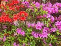 plant, 식물, blossom, 철쭉, 붉은, 사진,이미지,일러스트,캘리그라피 - 작은새작가 크라우드픽 - 저작권 걱정 없는 상업용 이미지