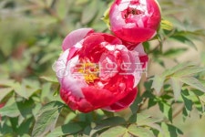 공원, 모란, 정원, 두송이, 고택, 사진,이미지,일러스트,캘리그라피 - 연달래작가 크라우드픽 - 저작권 걱정 없는 상업용 이미지