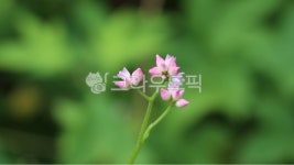 야생화, 며느리밑씻개꽃, 여름꽃, 분홍색꽃, 여름, 사진,이미지,일러스트,캘리그라피 - 민물장어작가 크라우드픽 - 저작권 걱정 없는 상업용 이미지