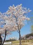 flower, 꽃, bench, 벚꽃, 공원, 사진,이미지,일러스트,캘리그라피 - 쇼롱작가 크라우드픽 - 저작권 걱정 없는 상업용 이미지