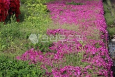 flower, 꽃, 정원, 철죽꽃, 새싹, 사진,이미지,일러스트,캘리그라피 - 여신강림작가 크라우드픽 - 저작권 걱정 없는 상업용 이미지