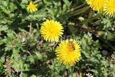 민들레, 민들레꽃, 봄꽃, 꽃, 꽃잎, 사진,이미지,일러스트,캘리그라피 - 함께사는세상작가 크라우드픽 - 저작권 걱정 없는 상업용 이미지