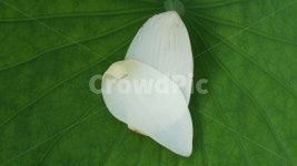 식물, 잎, 꽃, flower, 연꽃, 사진,이미지,일러스트,캘리그라피 - 하눌타리작가 크라우드픽 - 저작권 걱정 없는 상업용 이미지