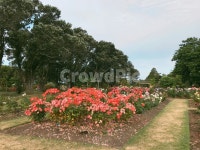 꽃, 정원, 장미, 장미정원, 하늘, 사진,이미지,일러스트,캘리그라피 - Wowsuu작가 크라우드픽 - 저작권 걱정 없는 상업용 이미지