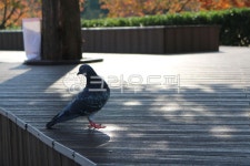 비둘기, 공원비둘기, animal, 동물, bird, 사진,이미지,일러스트,캘리그라피 - Nsunzjin작가 크라우드픽 - 저작권 걱정 없는 상업용 이미지