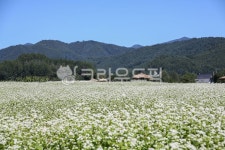 메밀, 모밀, 메밀꽃, 개화, 꽃, 사진,이미지,일러스트,캘리그라피 - cstrike작가 크라우드픽 - 저작권 걱정 없는 상업용 이미지