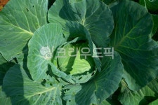 양배추, 양배추농사, plant, 식물, 음식, 사진,이미지,일러스트,캘리그라피 - morning12작가 크라우드픽 - 저작권 걱정 없는 상업용 이미지