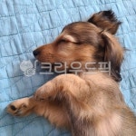 dog, 개, animal, 동물, pet, 사진,이미지,일러스트,캘리그라피 - MOON76작가 크라우드픽 - 저작권 걱정 없는 상업용 이미지