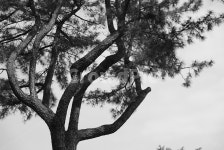나무, 소나무, 흑백, 자연, tree, 사진,이미지,일러스트,캘리그라피 - 주영필름작가 크라우드픽 - 저작권 걱정 없는 상업용 이미지