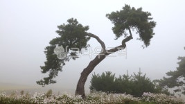 grassland, field, 들, outdoors, 옥외, 사진,이미지,일러스트,캘리그라피 - 영산공작가 크라우드픽 - 저작권 걱정 없는 상업용 이미지